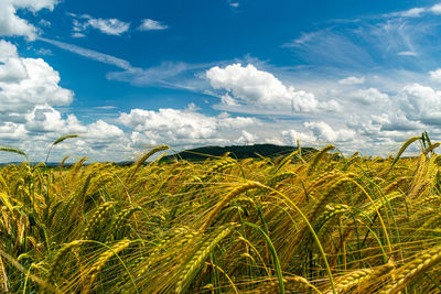 Scenic view of agricultural field against sky