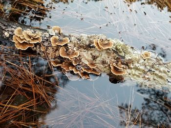 High angle view of dry mushroom on field