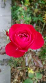 Close-up of red rose blooming outdoors