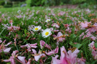 Close-up of flower blooming in field