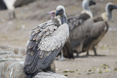 Close-up of bird perching on a field