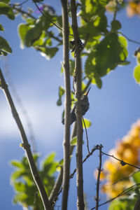 Close-up of leaves on tree