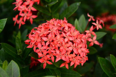 Close-up of red flowers blooming outdoors