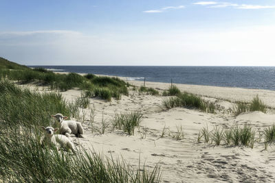 Sheep sitting on sand at beach