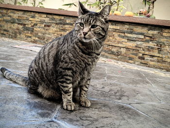 Portrait of cat sitting against brick wall