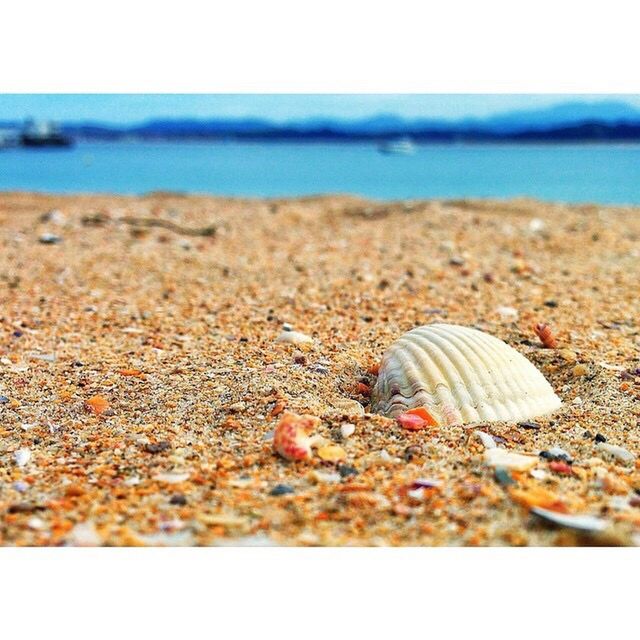 CLOSE-UP OF SEASHELLS ON BEACH