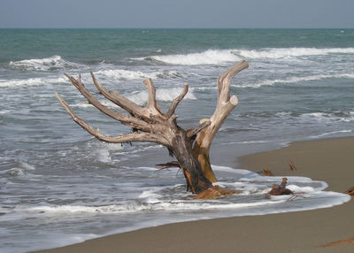 Driftwood on beach