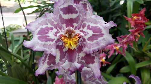 Close-up of bee on flower