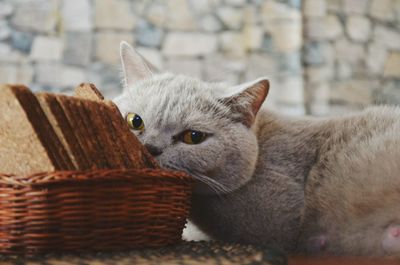 Close-up portrait of cat