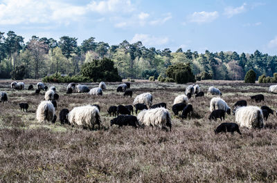 Hay bales on field