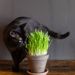 Cat eatin fresh green grass, katze isst katzengras