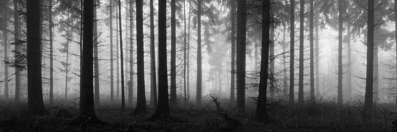 Trees in forest