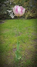Close-up of pink flower blooming in field