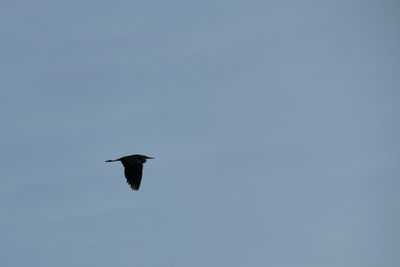 Low angle view of bird flying in sky