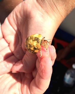 Close-up of cropped hand holding lizard