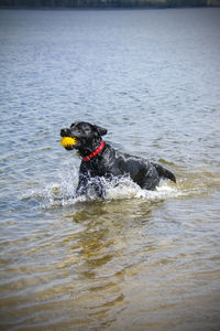 View of dog in sea