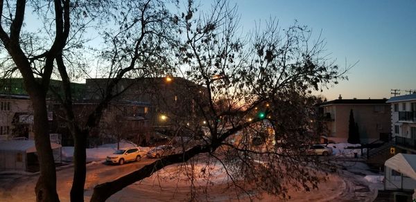 Bare trees and buildings against sky during winter