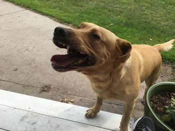 High angle view of dog standing on grass