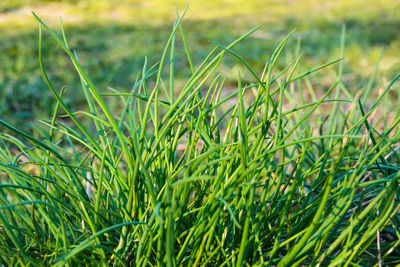 Close-up of grass growing on field