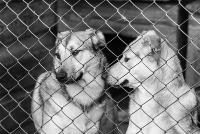 Close-up of dog seen through chainlink fence