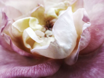 Close-up of pink rose flower