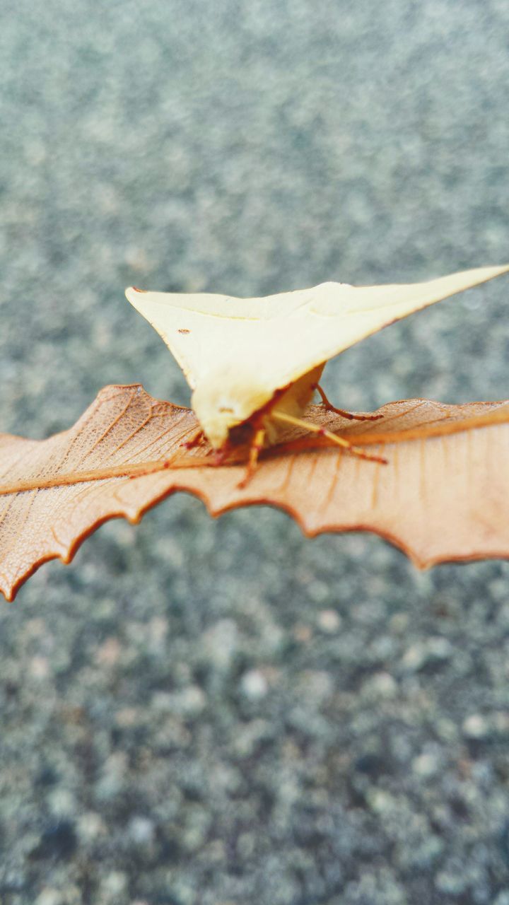 sky, close-up, leaf, cloud - sky, low angle view, dry, autumn, day, outdoors, season, focus on foreground, leaf vein, part of, nature, cloud, built structure, change, no people, architecture, cloudy