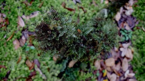 Close-up of plants