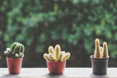 Close-up of potted plants on table