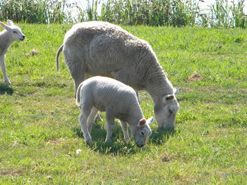 Sheep grazing on grassy field