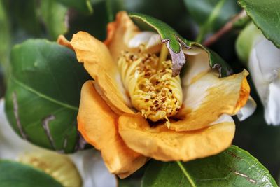 Close-up of yellow flower blooming outdoors