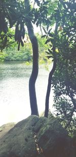 Shadow of tree on water