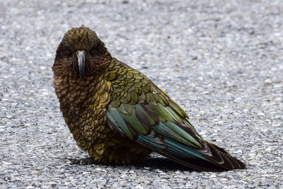 Close-up of bird perching on a land