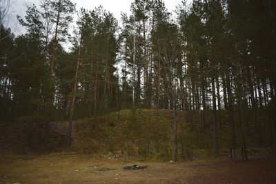 Trees in forest against sky