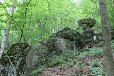 Trees in forest