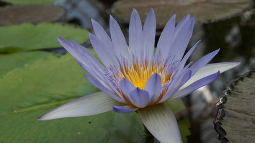Close-up of lotus water lily in pond