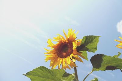Low angle view of sunflower blooming against sky