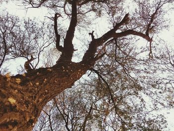 Low angle view of bird perching on tree against sky