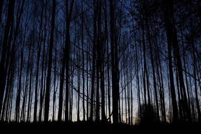 Low angle view of silhouette trees against sky at night