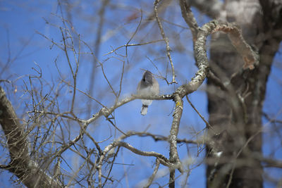 Low angle view of bird perching on tree