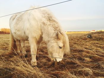 Horse grazing in a field