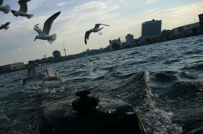 Seagull flying over sea