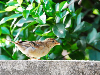 Close-up of bird perching on retaining wall