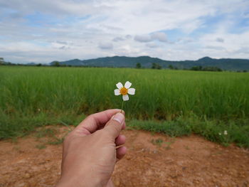 Cropped hand holding flower against grassy field