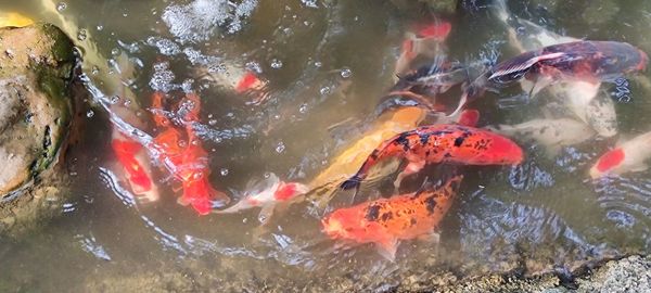 High angle view of koi carps swimming in pond