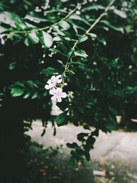 Close-up of flowers blooming outdoors