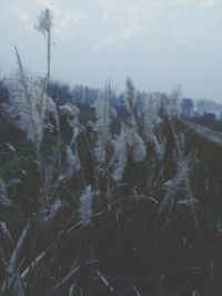 Close-up of snow on field against sky