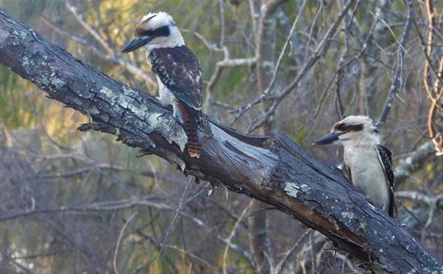 Bird perching on branch