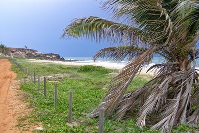 Palm trees on beach against clear sky