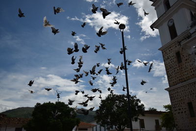 Low angle view of birds flying in sky