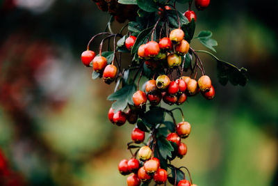 Close-up of berries growing on tree